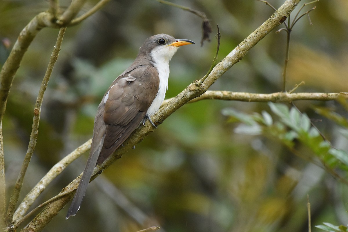 Pearly-breasted Cuckoo - ML610656551