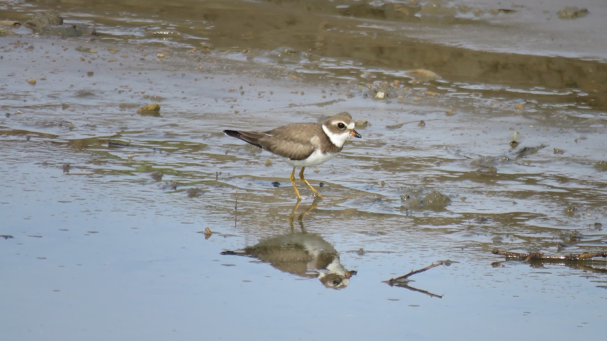 Semipalmated Plover - ML610656644