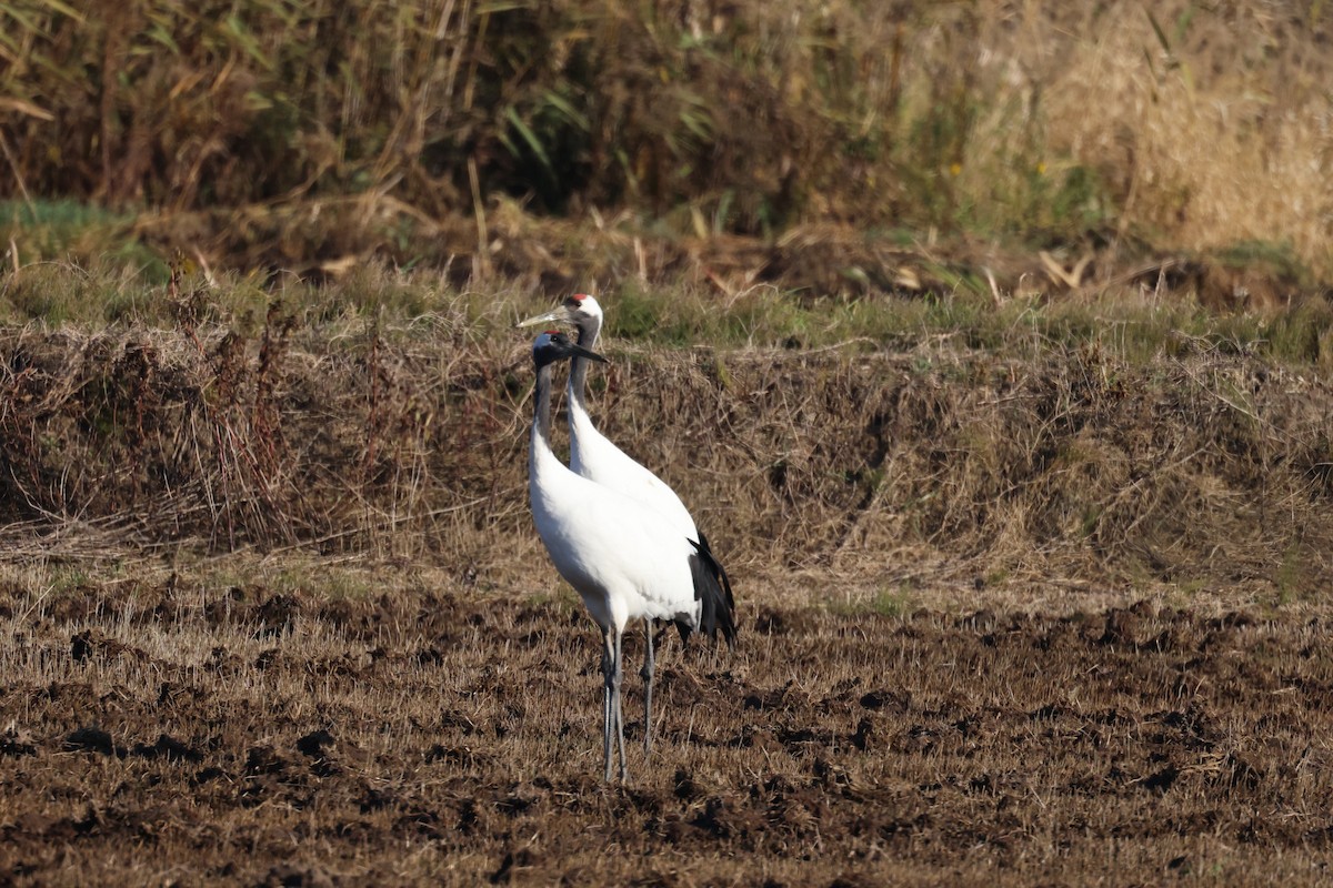 Red-crowned Crane - ML610656678