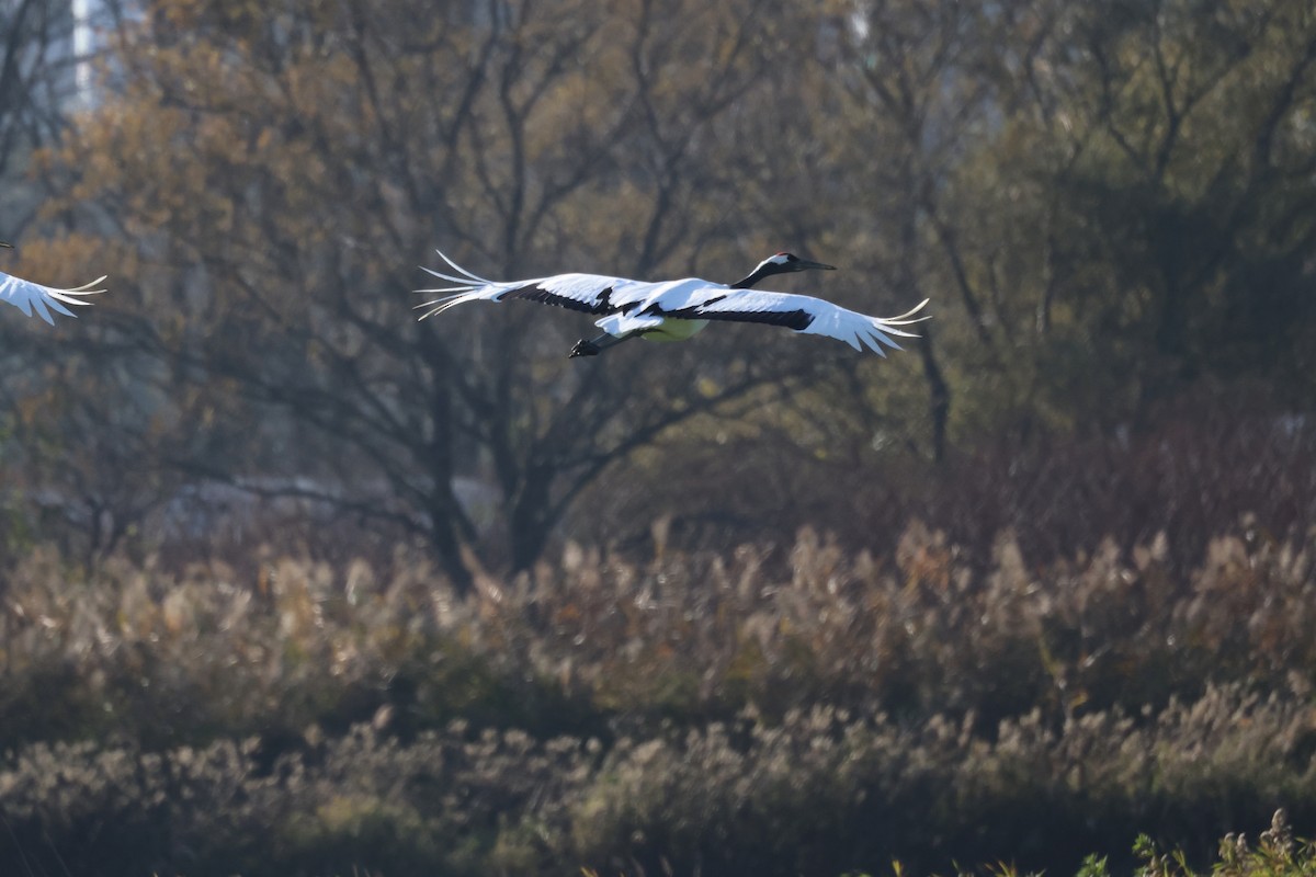 Red-crowned Crane - ML610656679