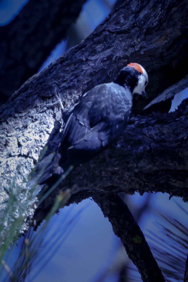 White-headed Woodpecker - ML610656956