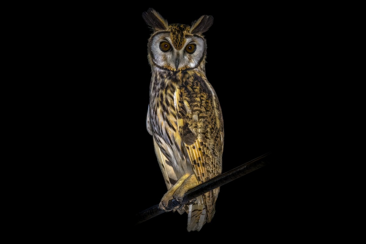 Striped Owl - Kristi Keller