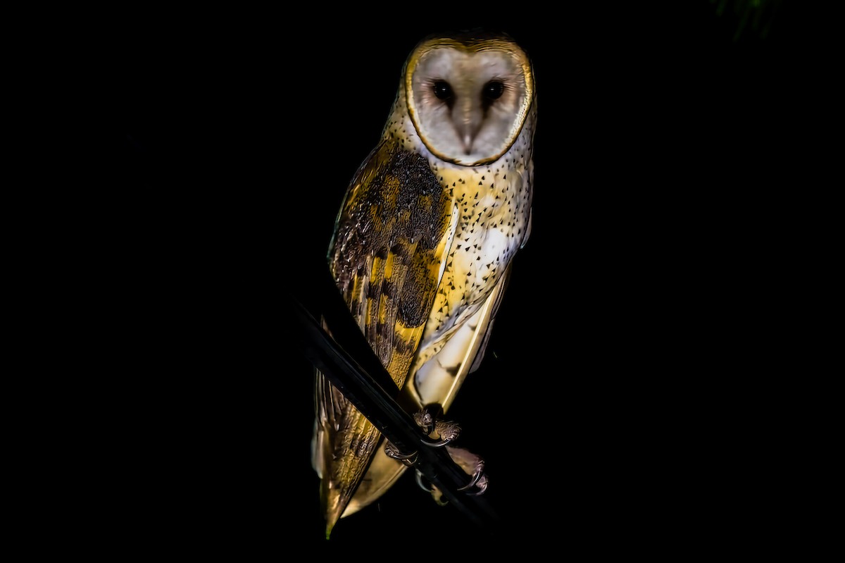 Barn Owl - Kristi Keller