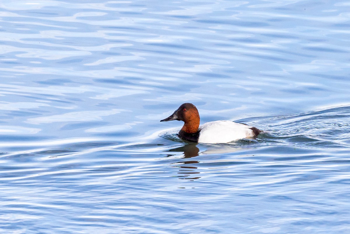 Canvasback - Ron Horn