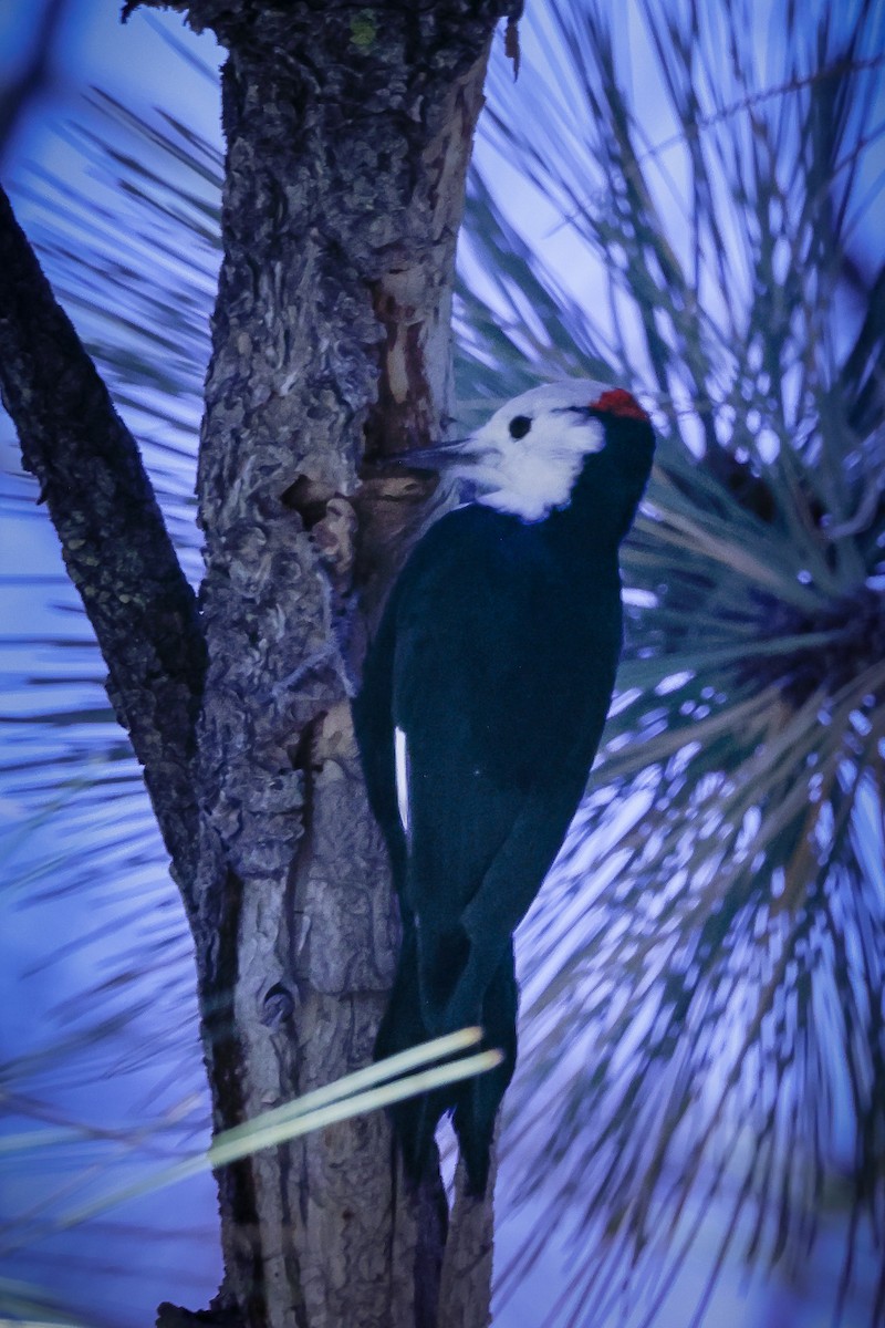 White-headed Woodpecker - ML610657130
