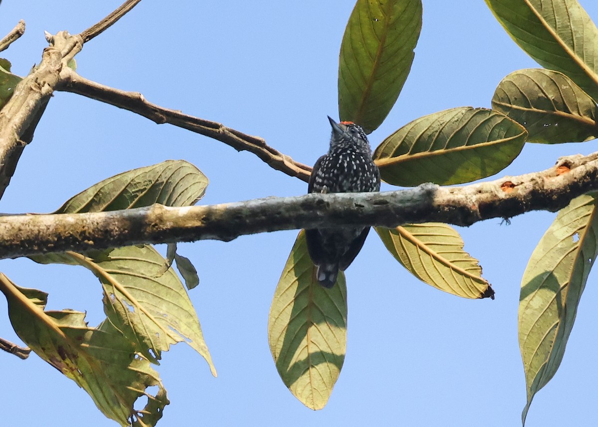 Speckle-chested Piculet - ML610657149