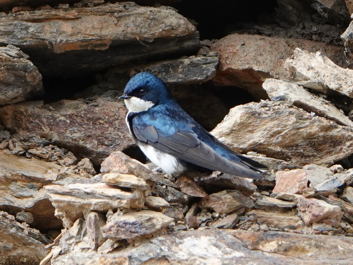 Blue-and-white Swallow - ML610657202