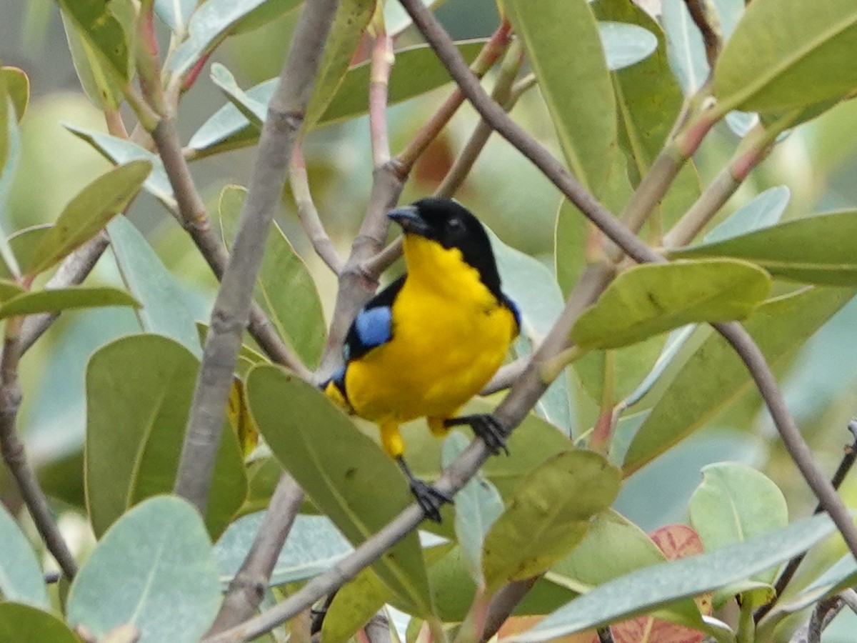 Blue-winged Mountain Tanager - Barry Reed