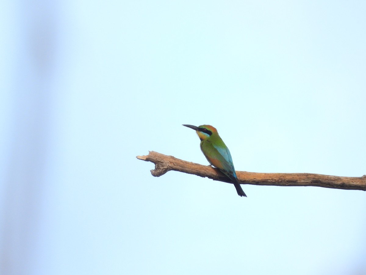 Rainbow Bee-eater - Marcie  Jacklin