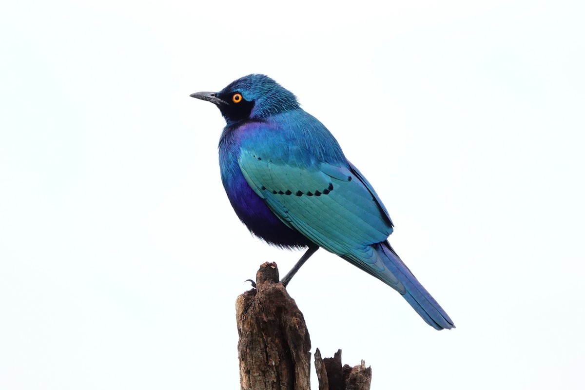 Greater Blue-eared Starling - J.K. R.