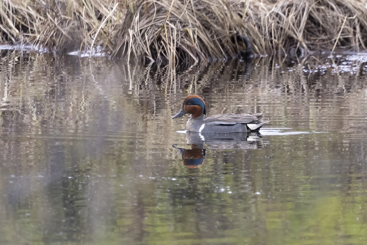 Green-winged Teal - ML610657381