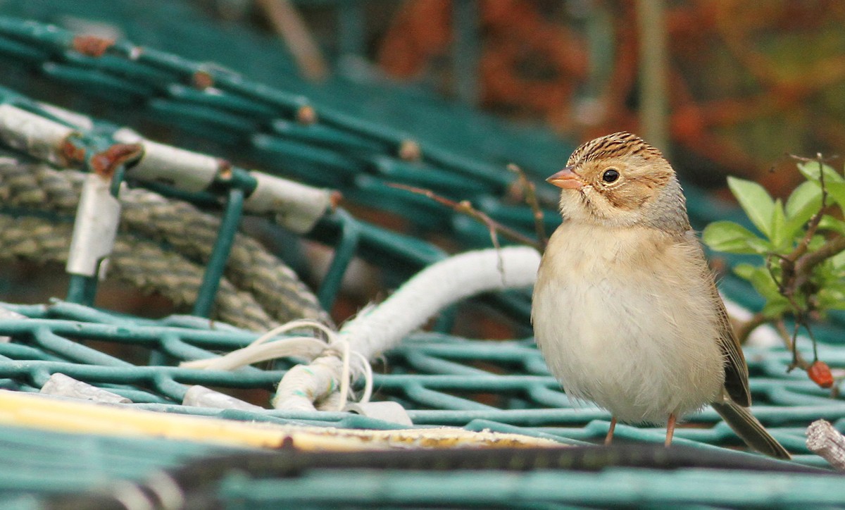 Clay-colored Sparrow - Luke Seitz