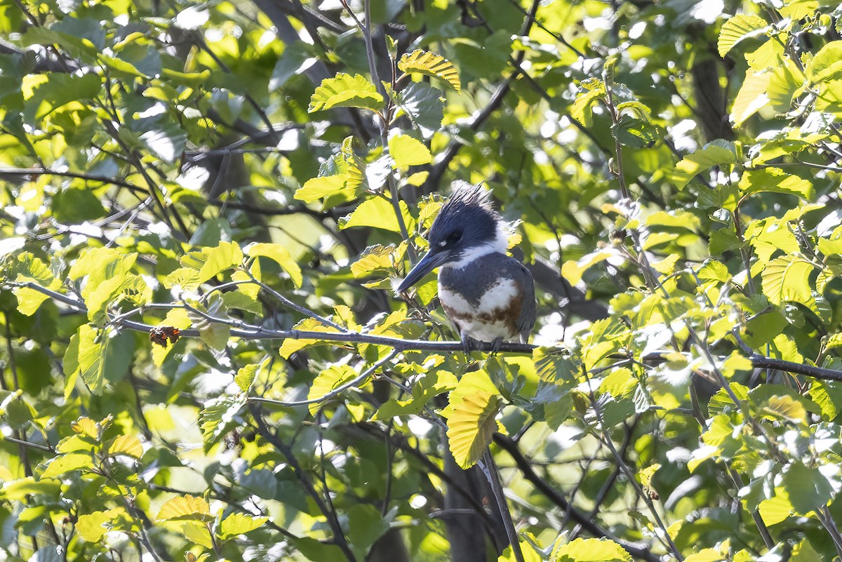 Belted Kingfisher - ML610657649