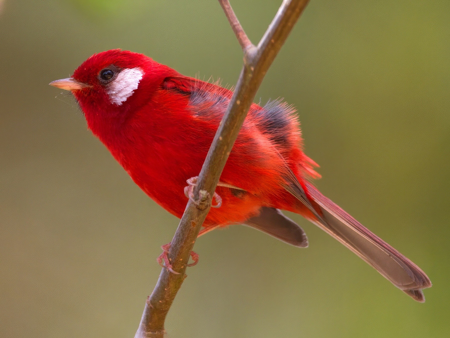 A Symphony of Nature’s Beauty: The Enigmatic Red Warbler