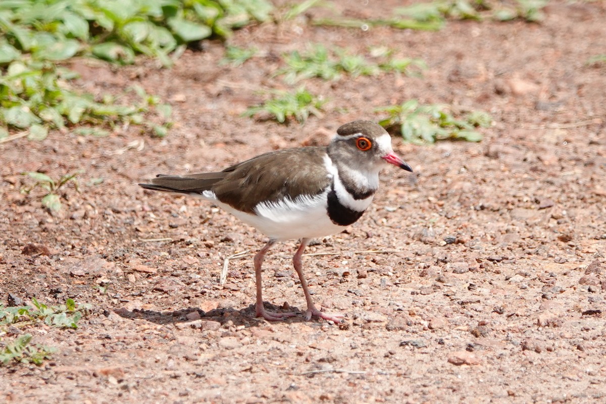 Three-banded Plover - ML610657783