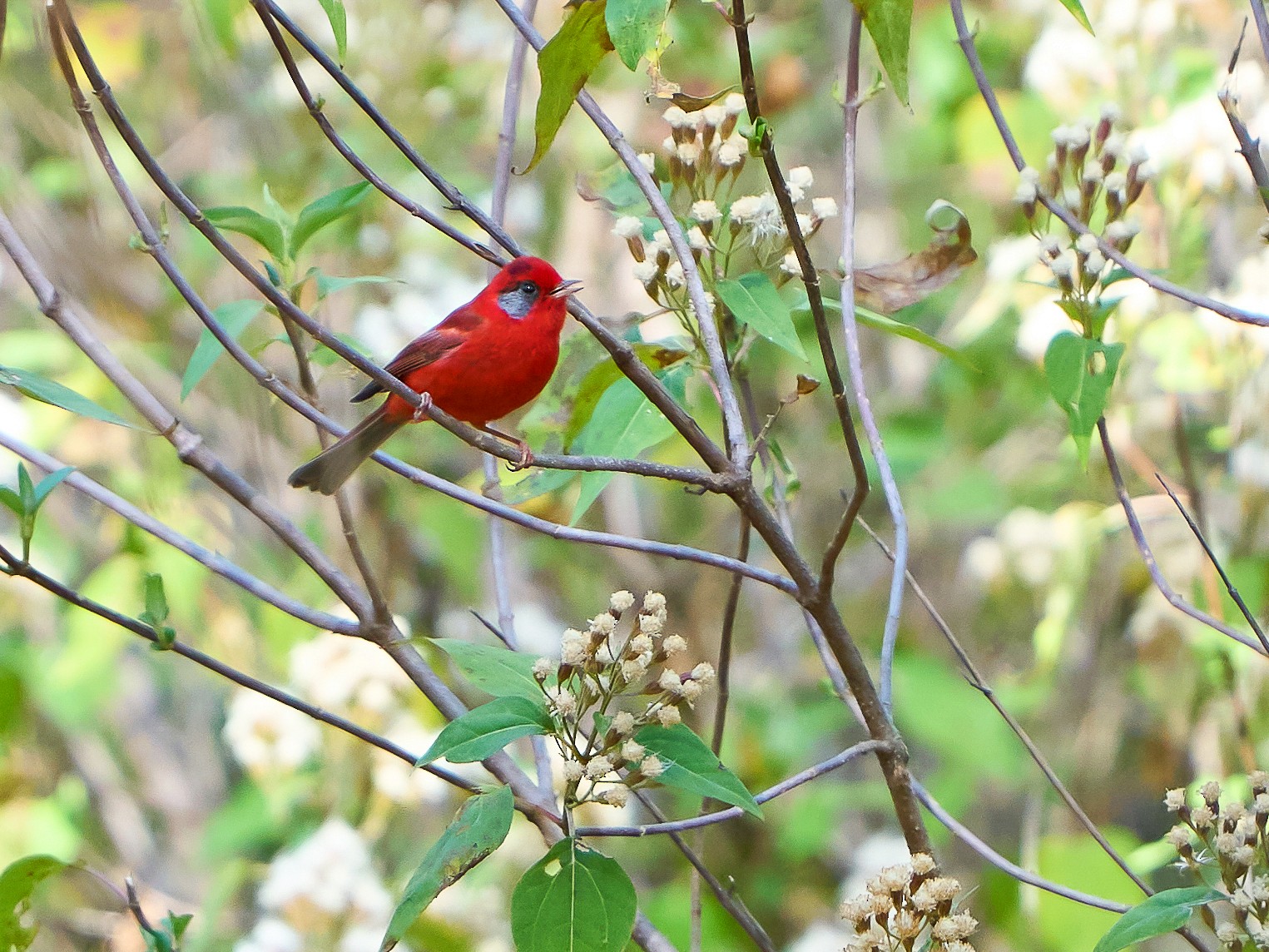 Red Warbler - Daniel López-Velasco | Ornis Birding Expeditions