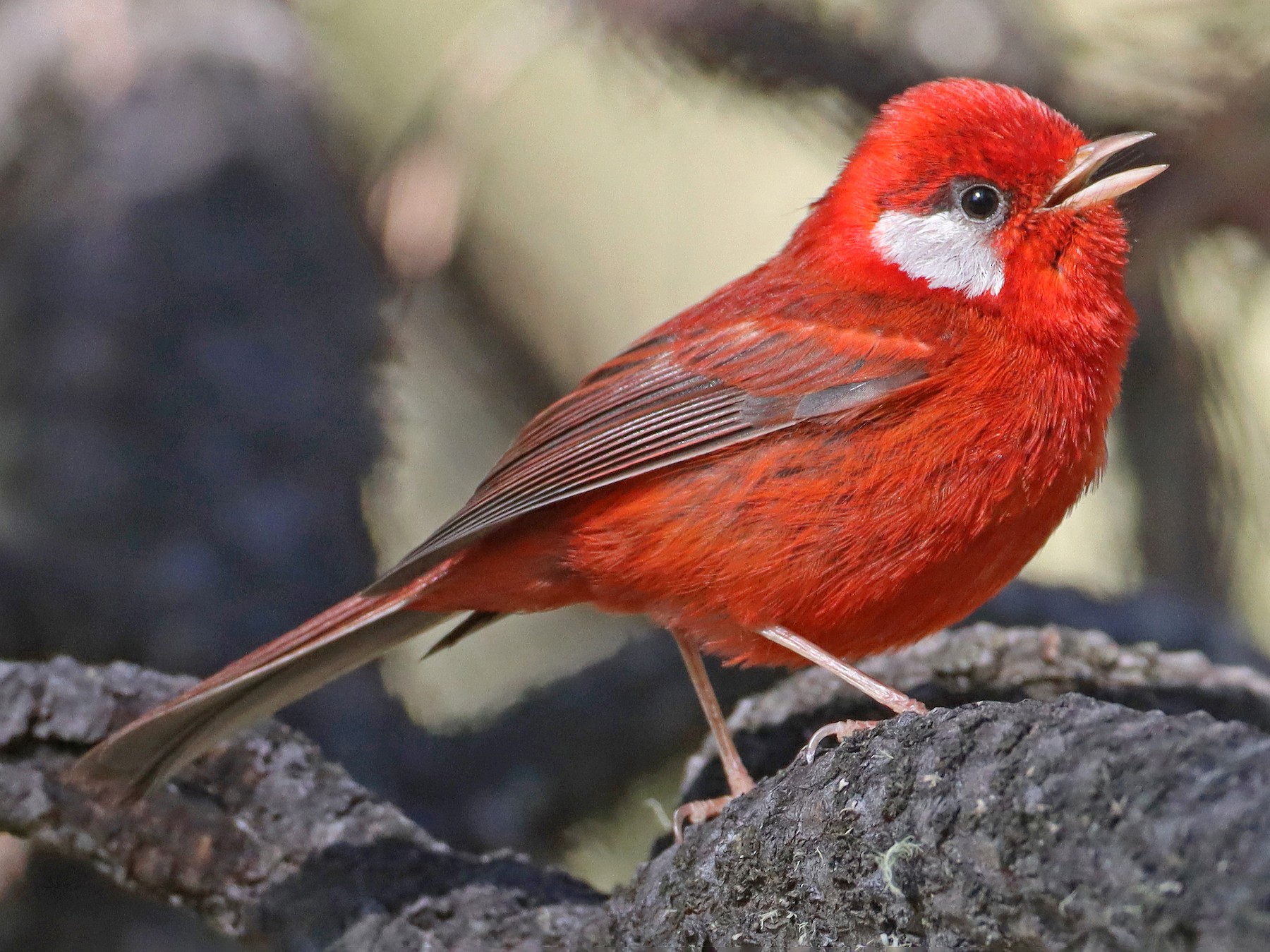 Red Warbler - Luke Seitz