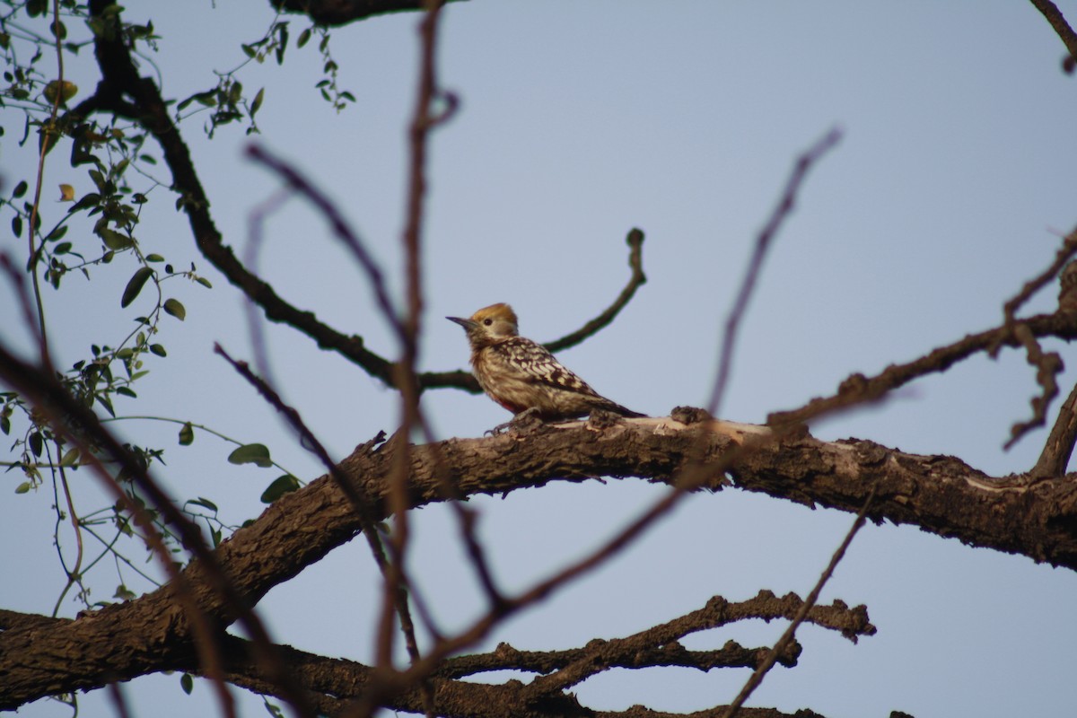 Yellow-crowned Woodpecker - ML610657884