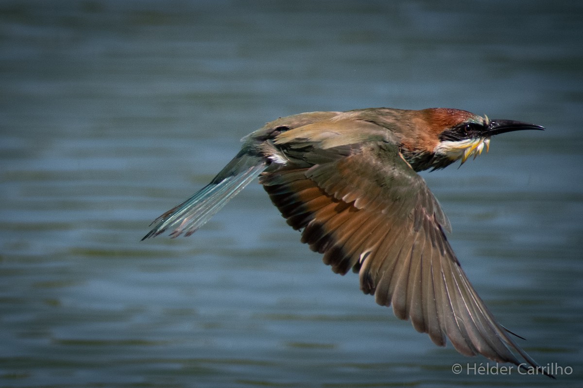 European Bee-eater - Hélder Carrilho