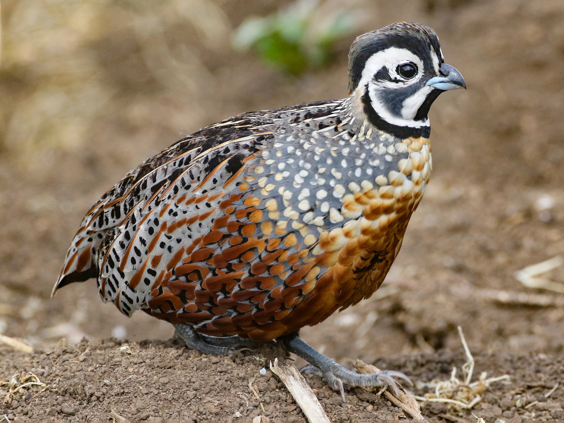 Ocellated Quail - Luke Seitz