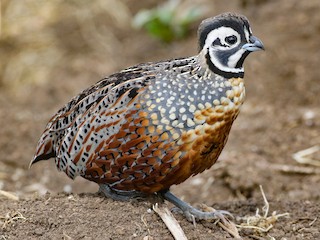 Ocellated Quail - eBird