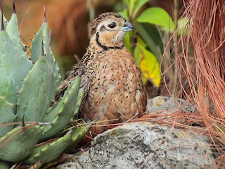 Самка - Esteban Matías (birding guide) Sierra de los Cuchumatanes Huehuetenango esteban.matias@hotmail.com                             +502 53810540 - ML610658490