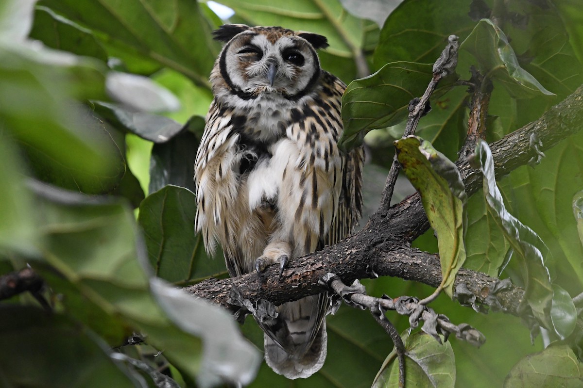 Striped Owl - ML610658588