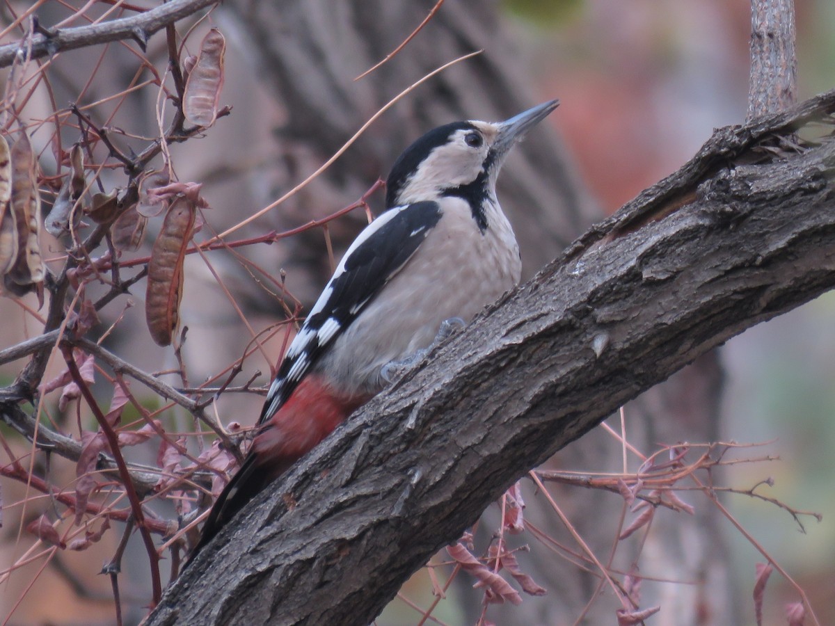Syrian Woodpecker - ML610658627