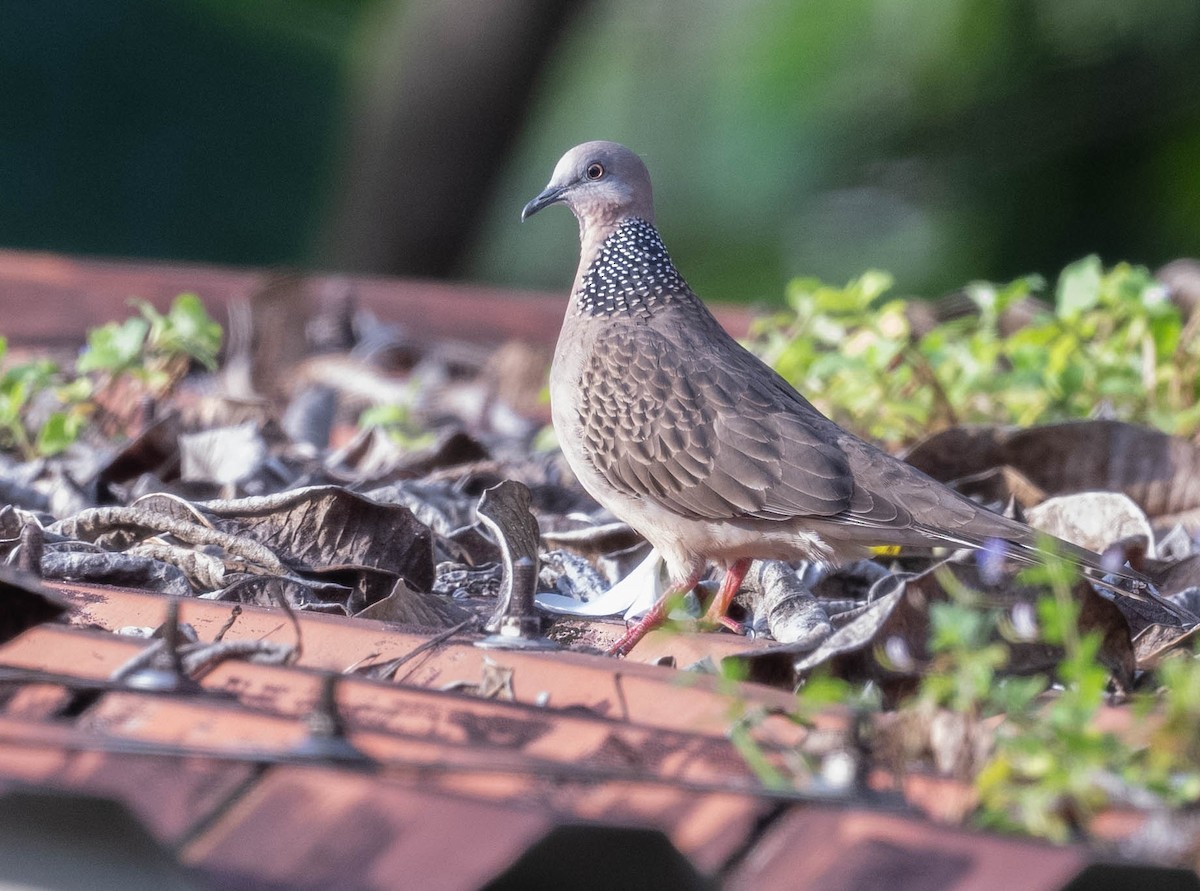 Spotted Dove (Eastern) - ML610659504