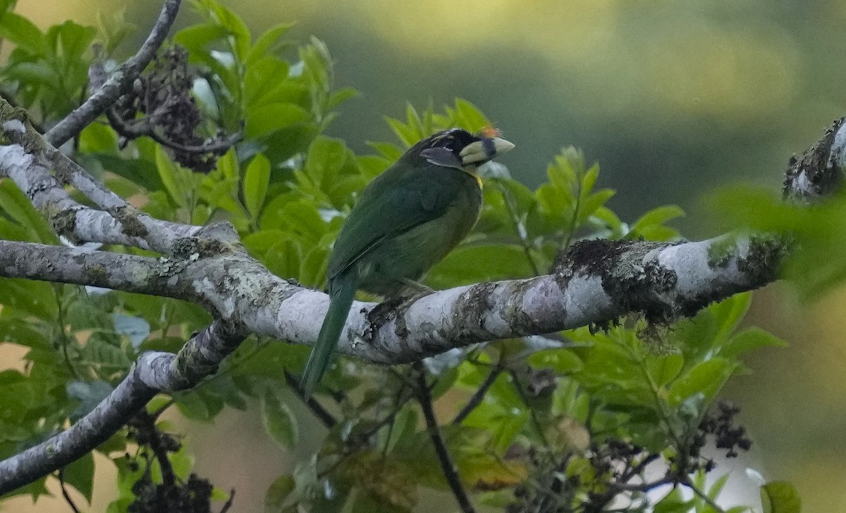 Fire-tufted Barbet - ML610659617