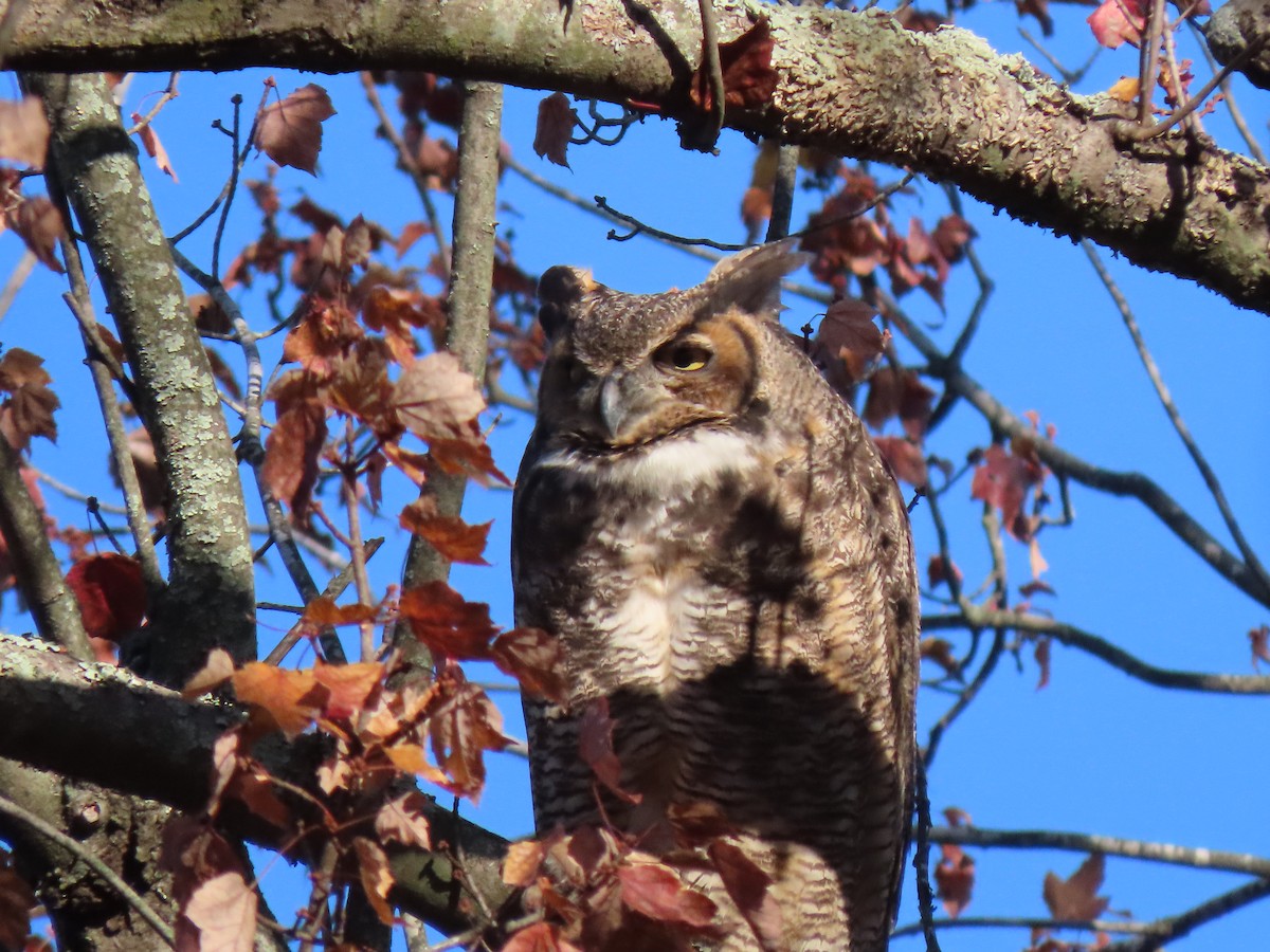 Great Horned Owl - ML610659660