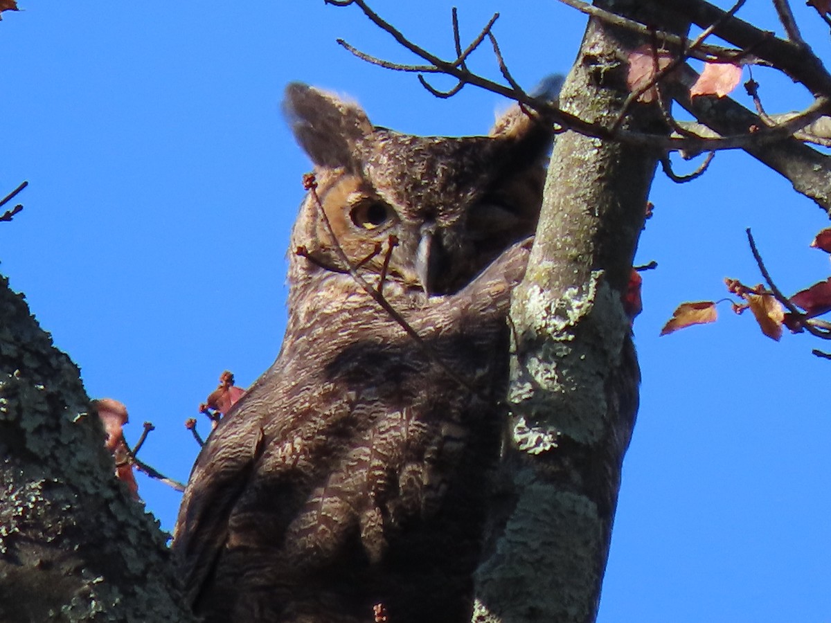 Great Horned Owl - ML610659661