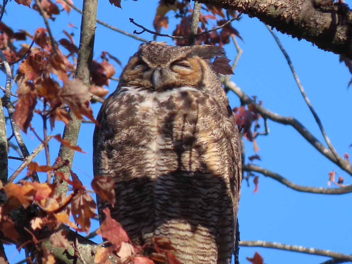 Great Horned Owl - ML610659662