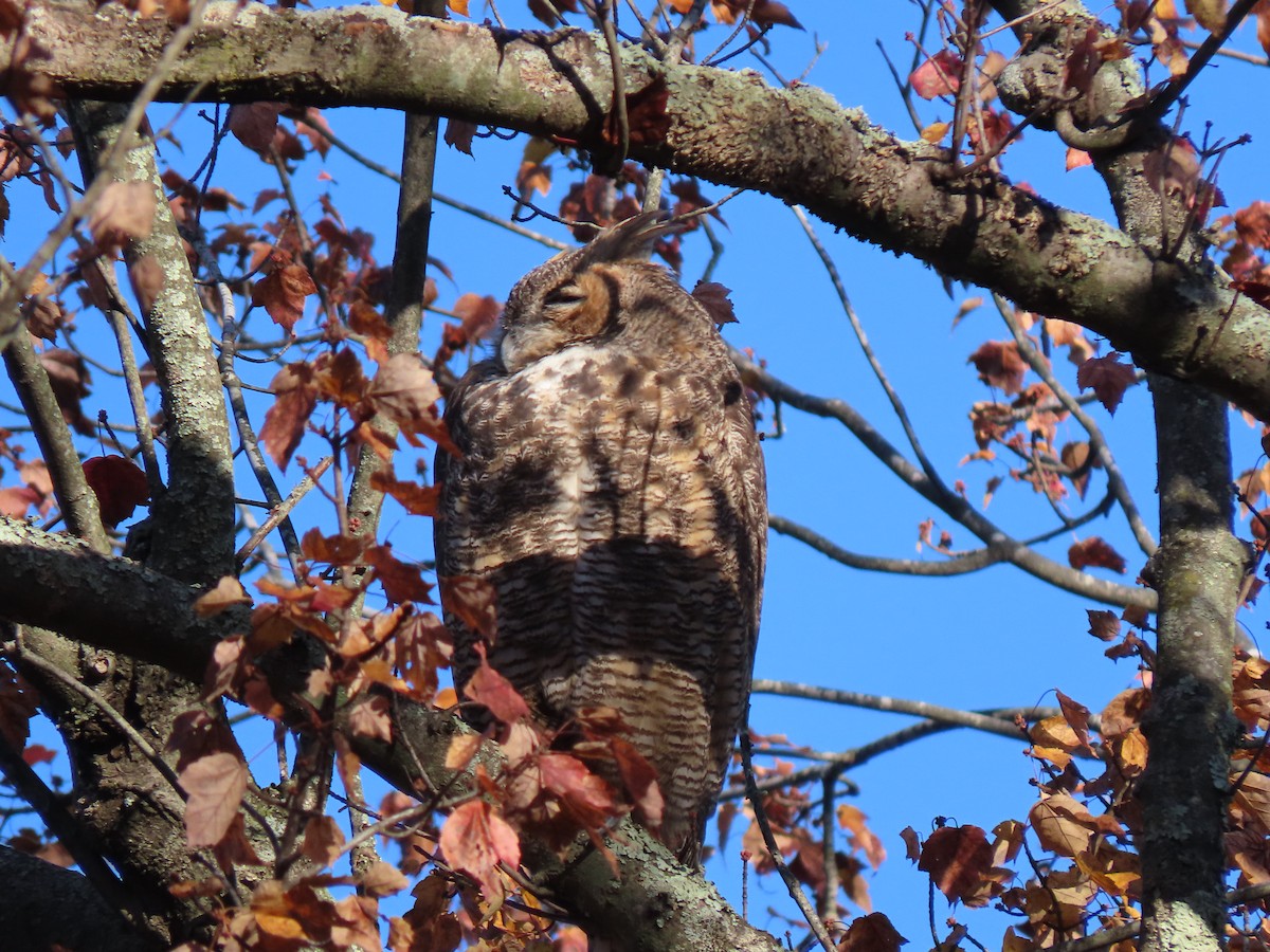 Great Horned Owl - ML610659663