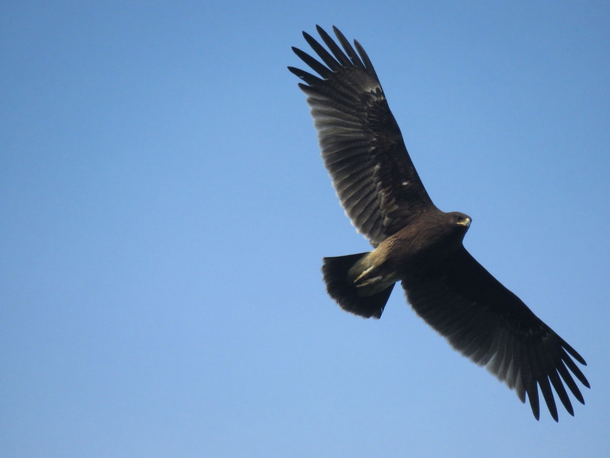 Greater Spotted Eagle - ML610659927