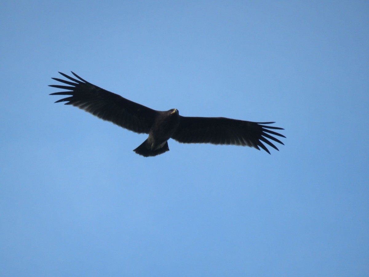 Greater Spotted Eagle - ML610659928