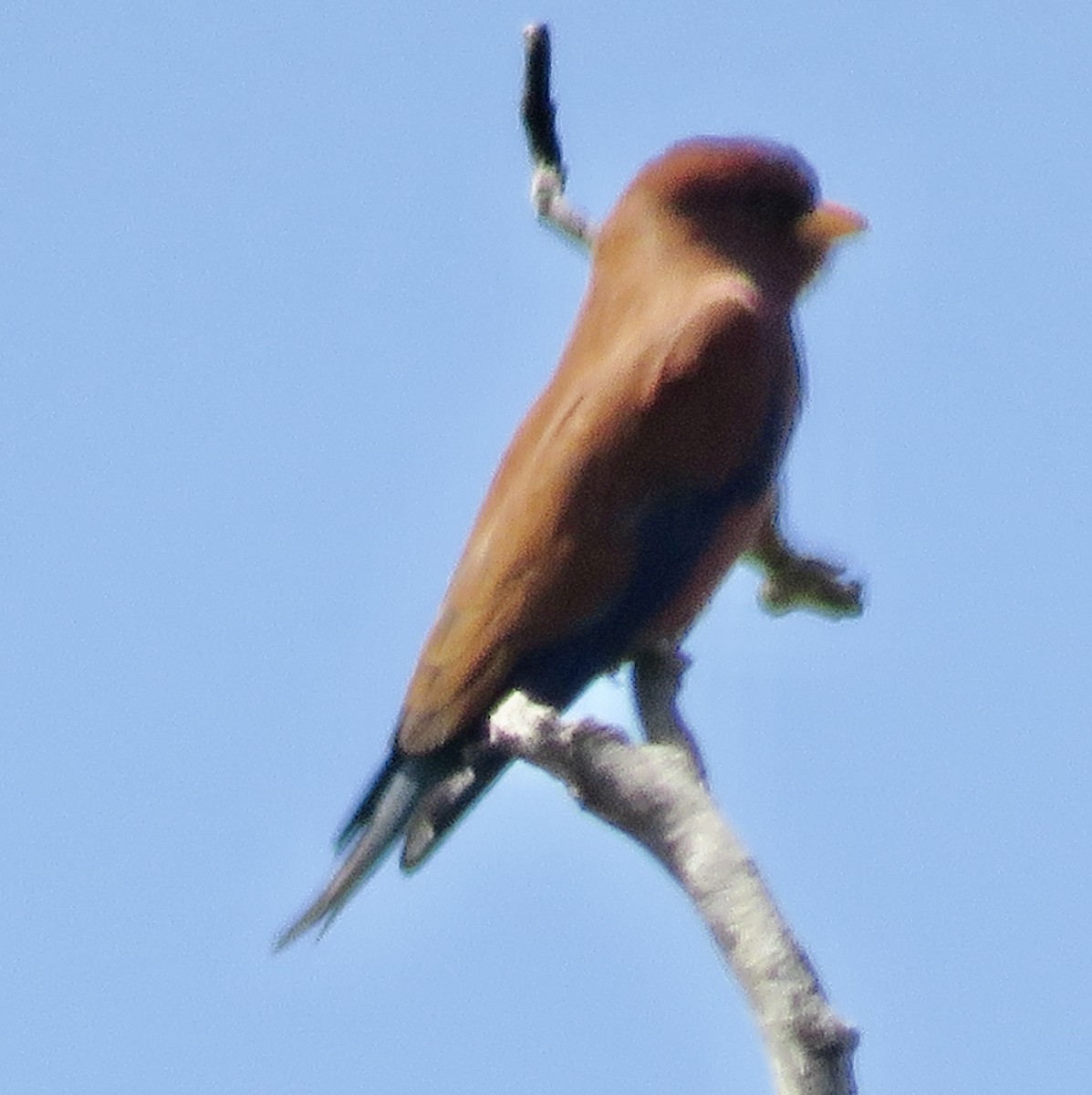 Broad-billed Roller (Madagascar) - ML610660499