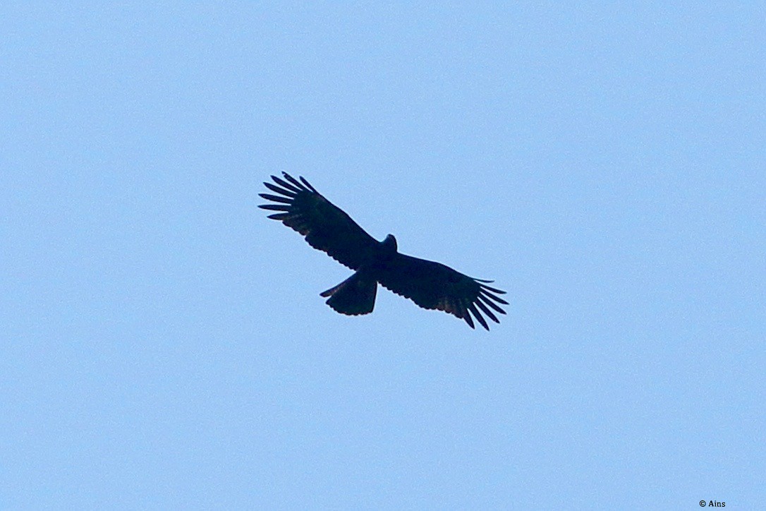 Black Eagle - ML610660793
