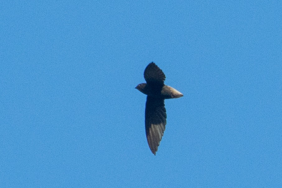 Short-tailed Swift (Short-tailed) - ML610661145