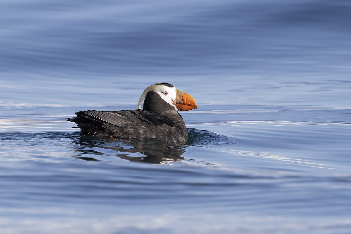 Tufted Puffin - ML610661229
