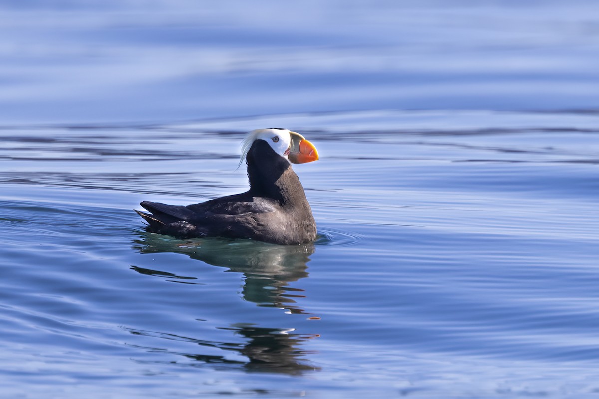 Tufted Puffin - ML610661235