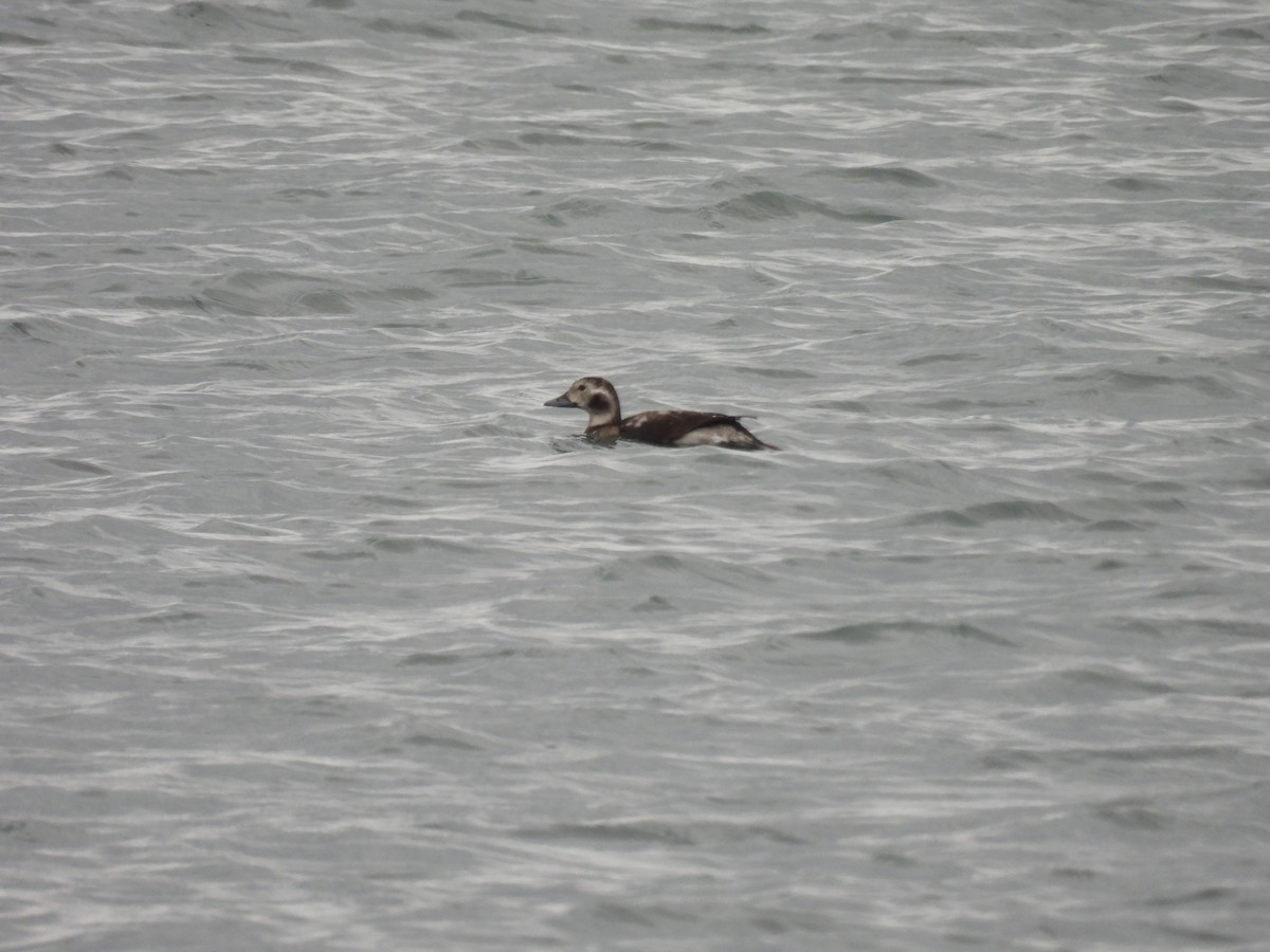 Long-tailed Duck - ML610661292