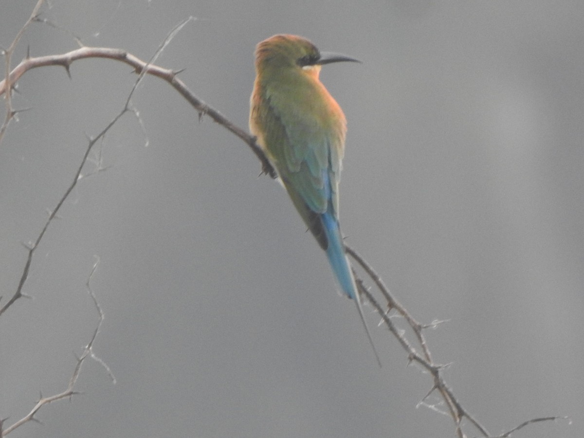 Blue-tailed Bee-eater - ML610661845