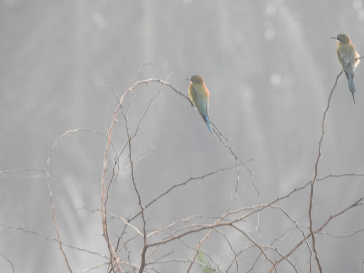 Blue-tailed Bee-eater - ML610661848