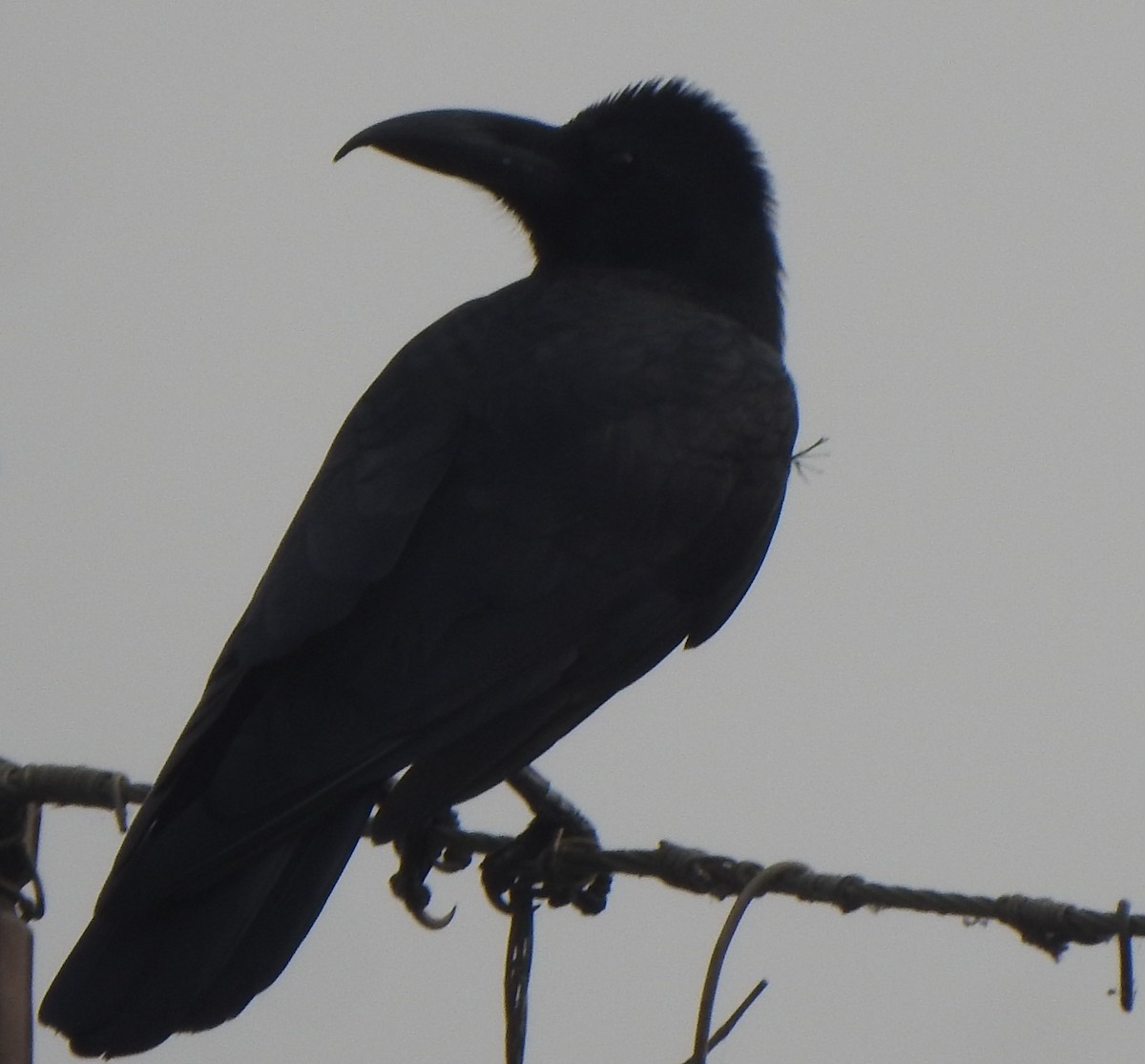 Large-billed Crow - ML610661853