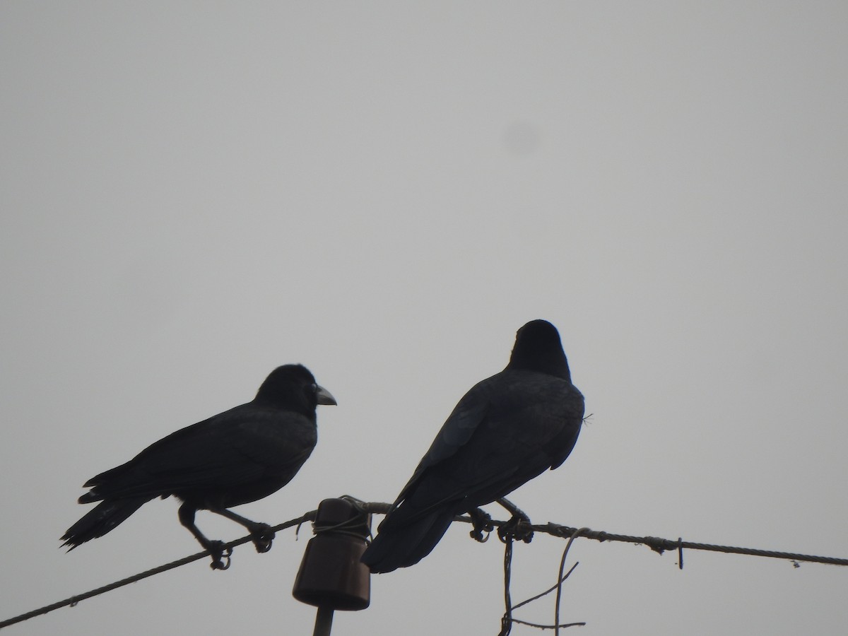 Large-billed Crow - ML610661871