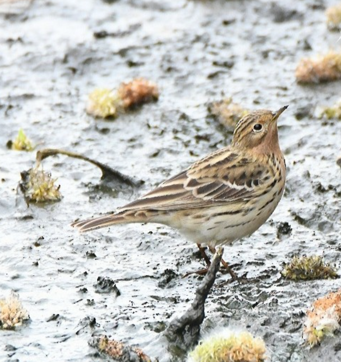 Red-throated Pipit - Claudio Danesi
