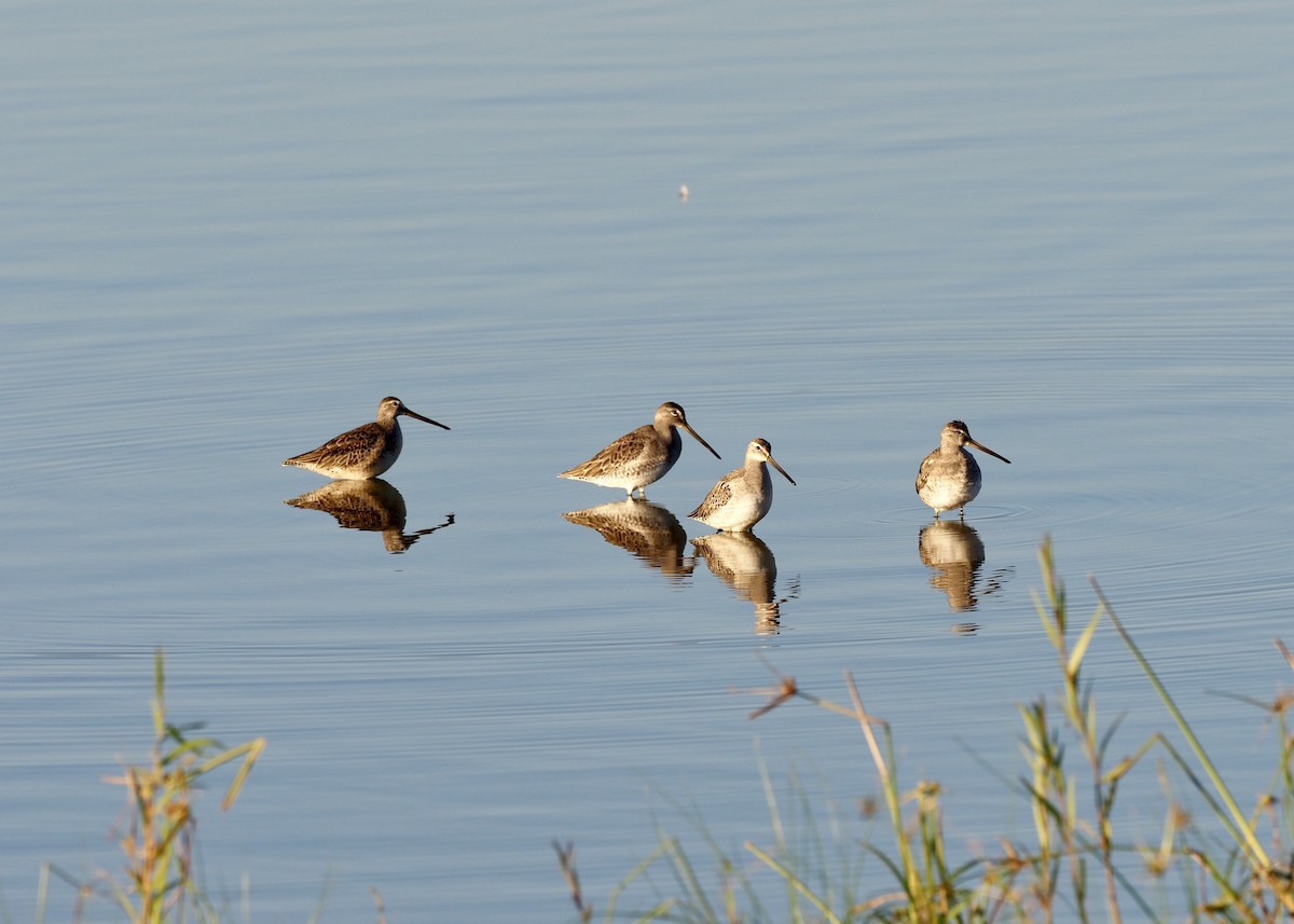Long-billed Dowitcher - Ben Hulsey