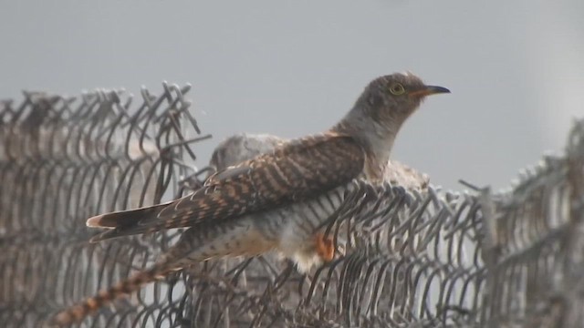 Common Cuckoo - ML610661995