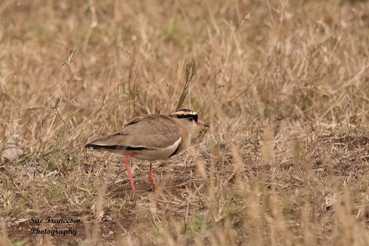 Crowned Lapwing - ML610662009